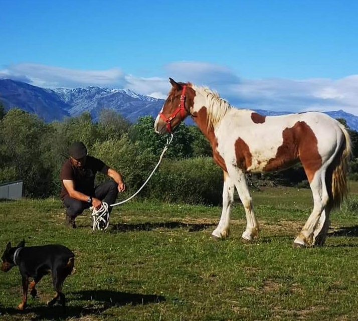 learn about natural horsemanship, natural horsemanship