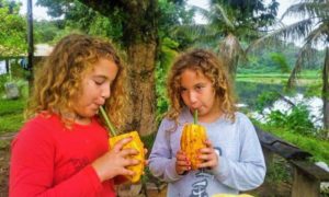 Cacao Farm, cacao, organic farm, wwoofing, volunteering, volunteer abroad, Brazil, cocoa