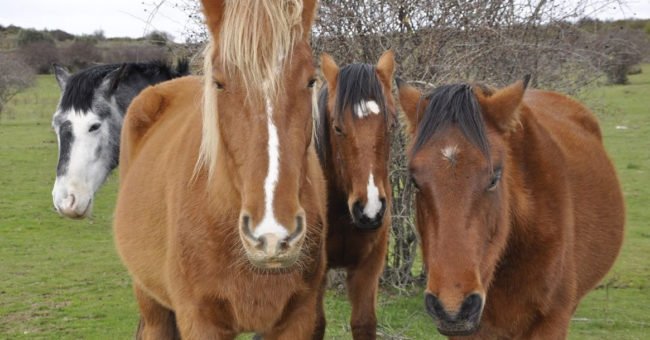 Animal shelter, animal sanctuary, free experience, horse sanctuary, Spain, south, free volunteering projects, free volunteering opportunities, voluntouring, voluntourism, workaway, helpx, exchange, food and accommodation, natural horsemanship