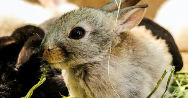 animal sanctuaries, rabbits, cute, safe, vet programs, food and accommodation, hospitality exchange, animal welfare, workaway, voluntouring, volunteer, px, pex, care, charity